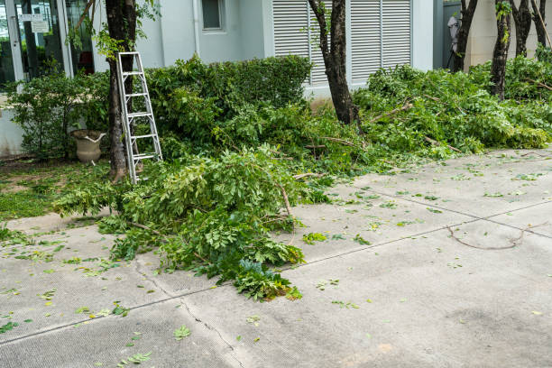How Our Tree Care Process Works  in  Waukesha, WI